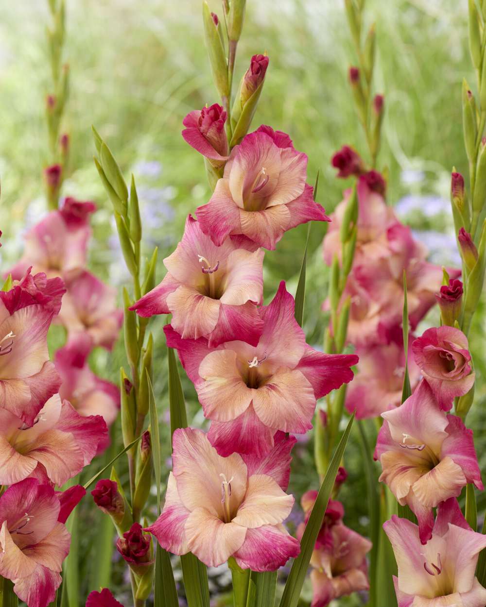 Gladiolus 'Apricot Bubblegum'